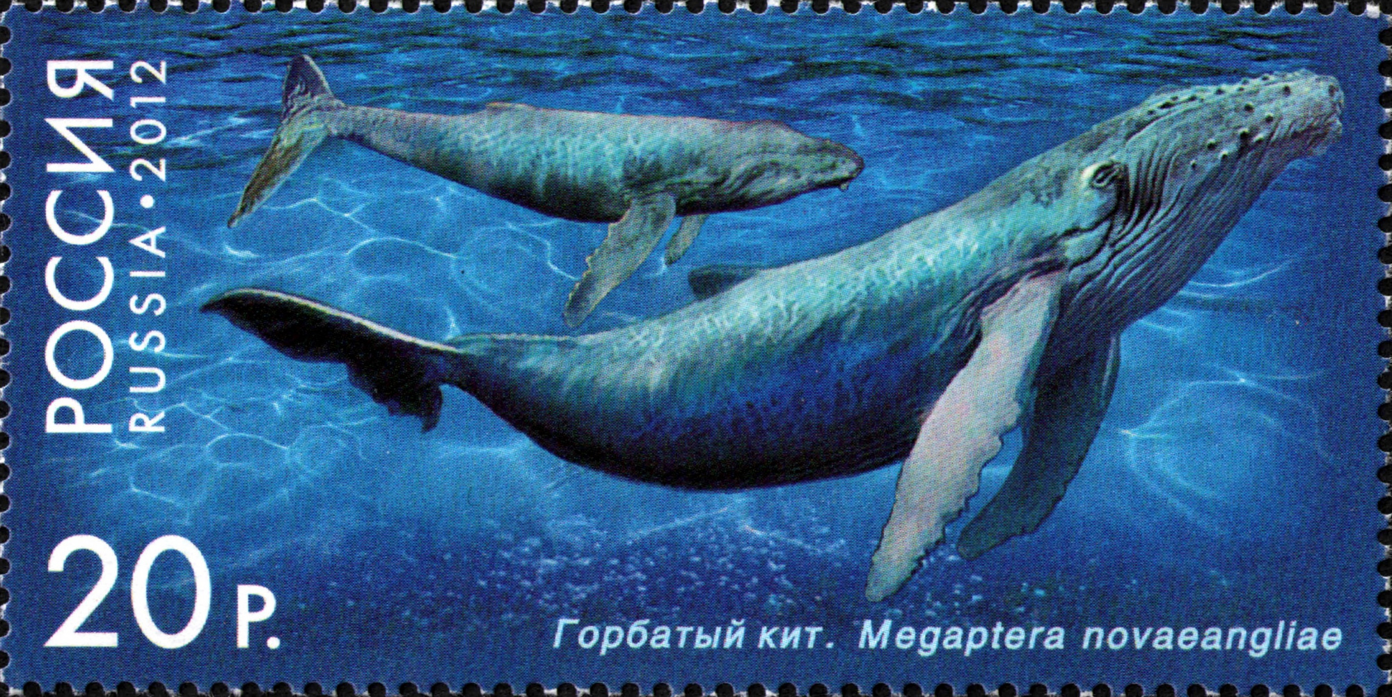 2012 1557 Горбатый кит 15р
